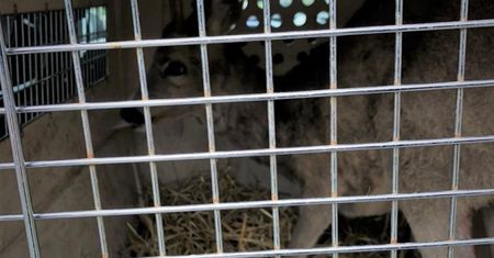 Śląskie. Dramatyczna akcja w lesie. Policja z Mikołowa interweniowała do uwięzionej sarny