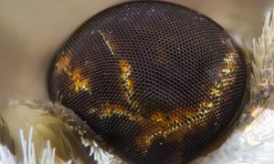 Będziemy widzieć jak ćmy? Powstał rewolucyjny detektor