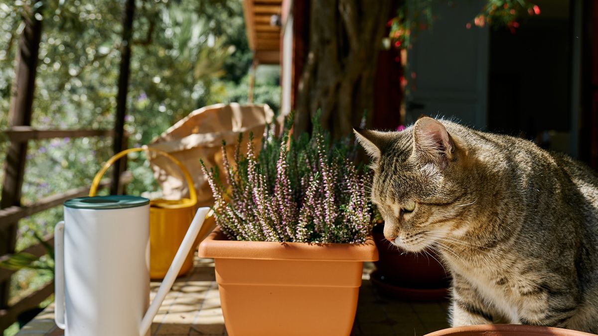 Tabby cat on the table near a terracotta pot with calluna vulgaris, common heather, simply heather or erica in back yard.
Tabby cat on the table near a terracotta pot with calluna vulgaris, common heather, simply heather or erica in back yard.
Ekaterina Fedulyeva