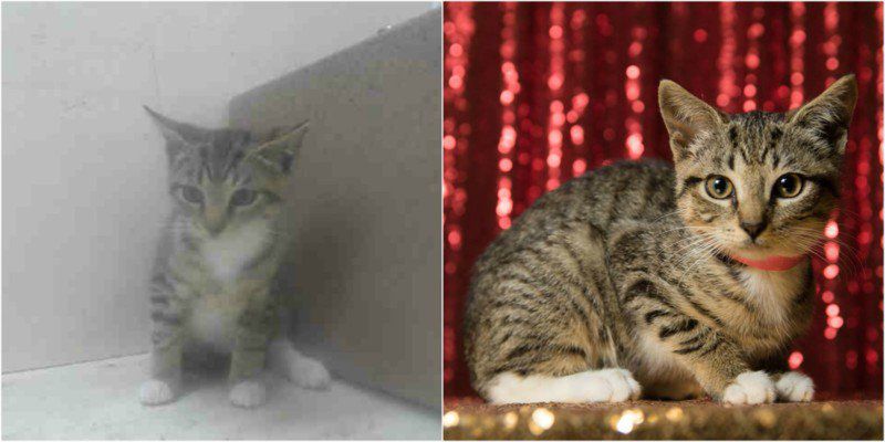 Zrób coś dobrego – sfotografuj psiaka w schronisku! O wpływie fotografii na adopcję zwierząt 9