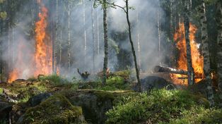 Pożar lasu w Tworogu. W akcji samoloty gaśnicze i siedem jednostek straży pożarnej. Spłonęło ponad 30 arów