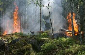 Pożar lasu w Tworogu. W akcji samoloty gaśnicze i siedem jednostek straży pożarnej. Spłonęło ponad 30 arów