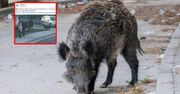 8-latka uciekała przed stadem. Dziki w centrum miasta