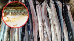 W Bałtyku pojawiła się wyjątkowa ryba. Warto się zajadać dla zdrowia mózgu