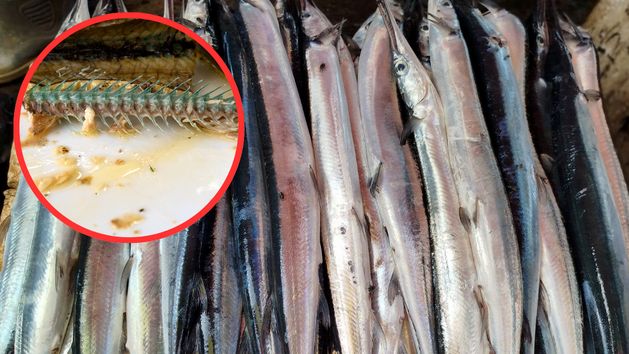 Belona - dlaczego warto ją jeść?