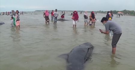 Dziesiątki grindwali wyrzuconych na plażę. Dramatyczne nagranie z Indonezji