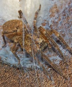 Niemcy w strachu. W ich kraju rozprzestrzenia się jadowity pająk Nosferatu