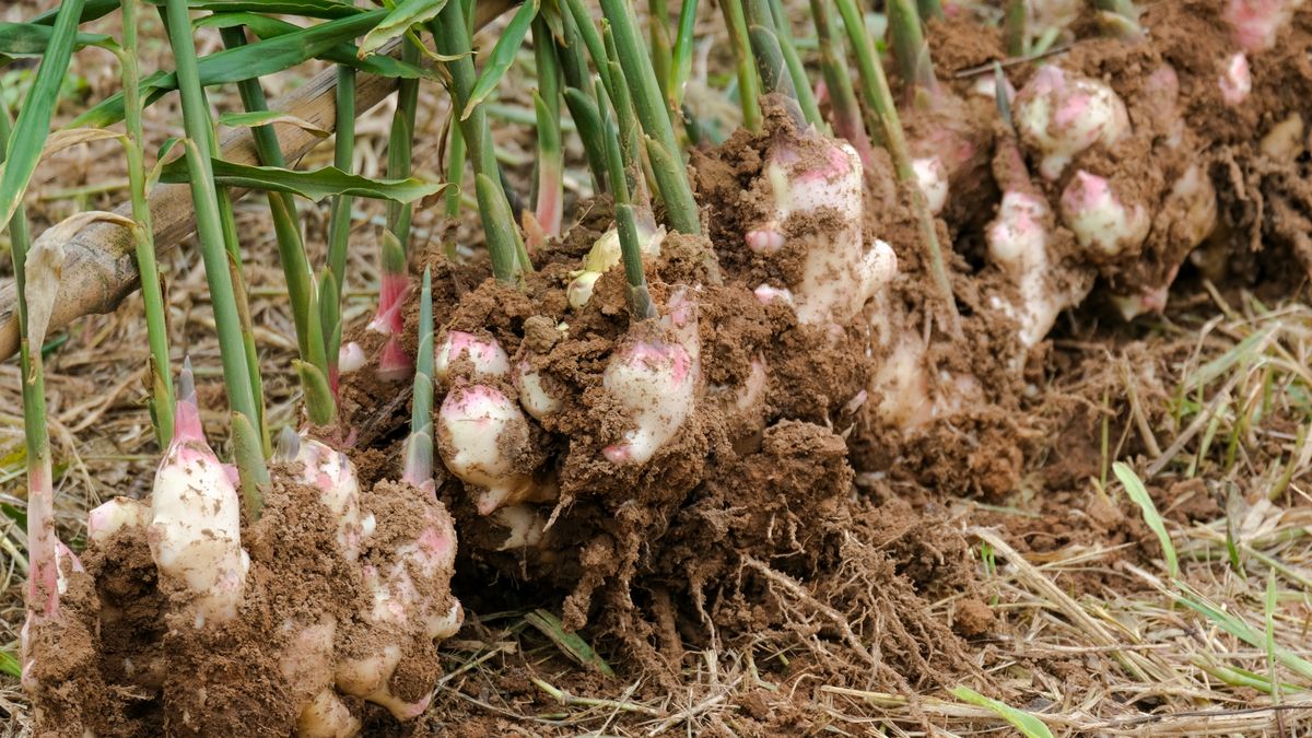 Świeży imbir i jego właściwości