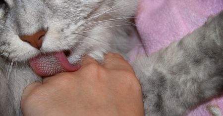 Kot zaczyna cię lizać? Wysyła ważny komunikat