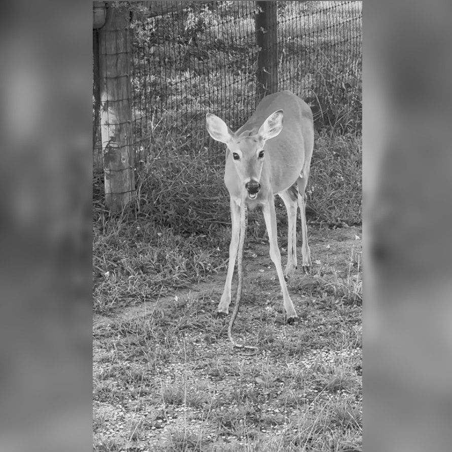 Krwiożerczy roślinożercy? Dziwne zachowania jeleni okiem fotopułapki