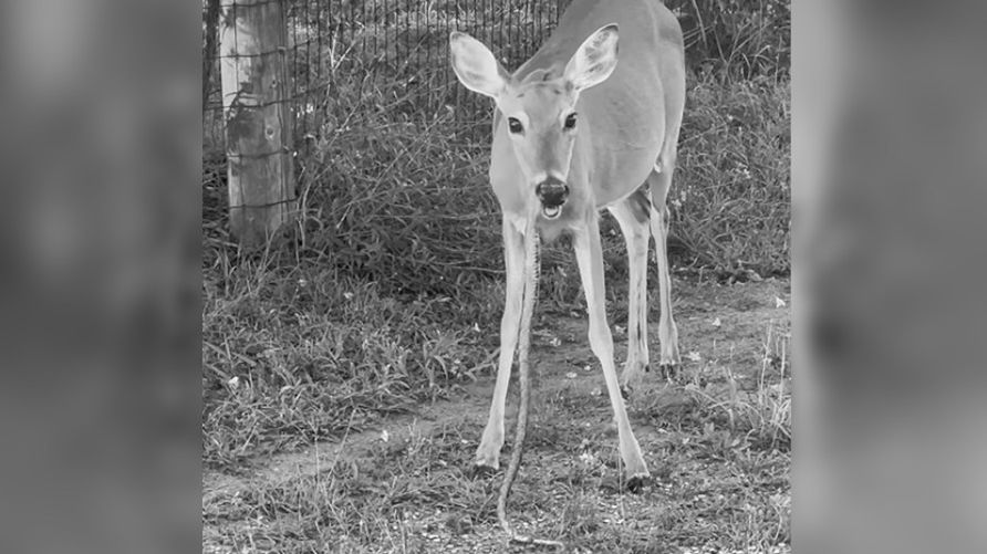 Kadr z filmu dodanego przez użytkownika Instagrama