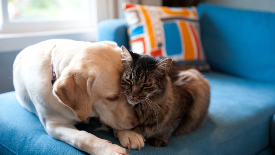 Dog and cat
Yellow Labrador retriever and Maine coon cat cuddling together on a blue couch.
Kimberlee Reimer
