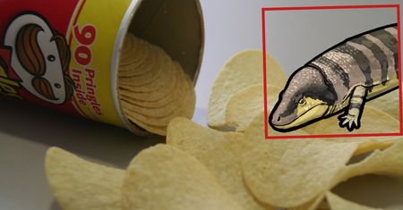Struktury skalne sprzed milionów lat niczym "puszki po Pringles". Zaskakujące odkrycie