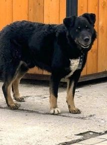 Nakarm pieska na OLX! Ruszyła coroczna akcja charytatywna