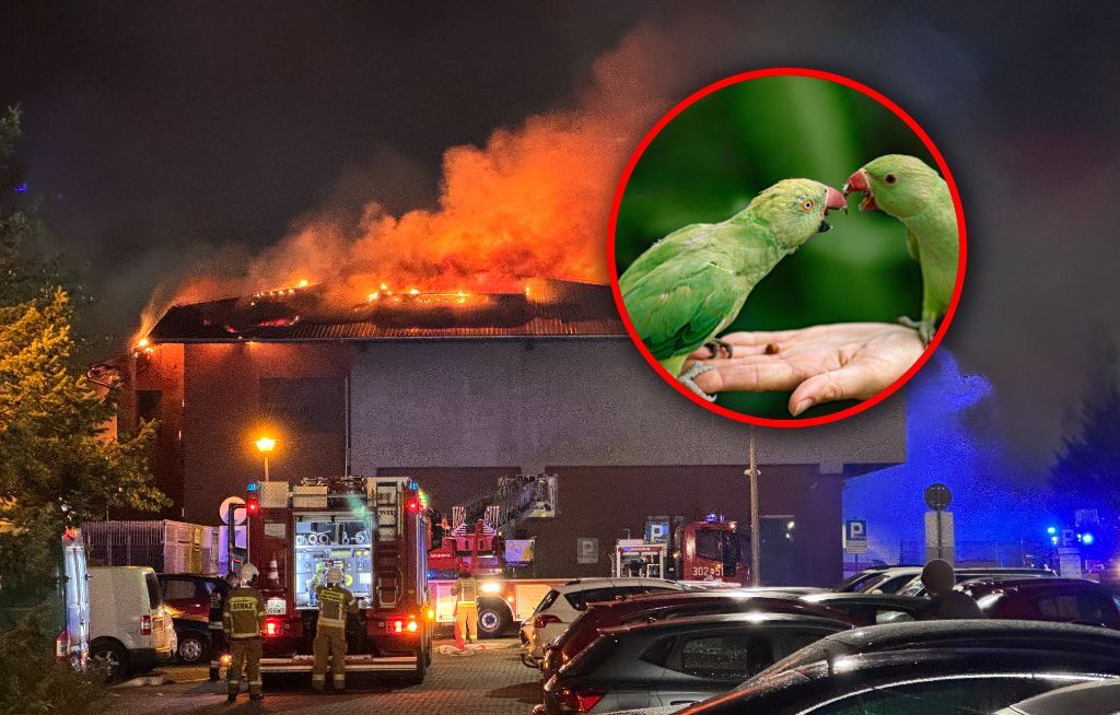 Pożar papugarni w Poznaniu. Prokuratura ujawnia. "Liczba przeszacowana"