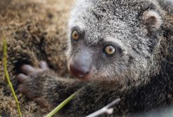 Wrocław. Wielki sukces ZOO. Urodził się w nim kuskus niedźwiedzi