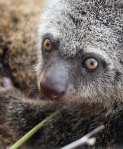 Wrocław. Wielki sukces ZOO. Urodził się w nim kuskus niedźwiedzi