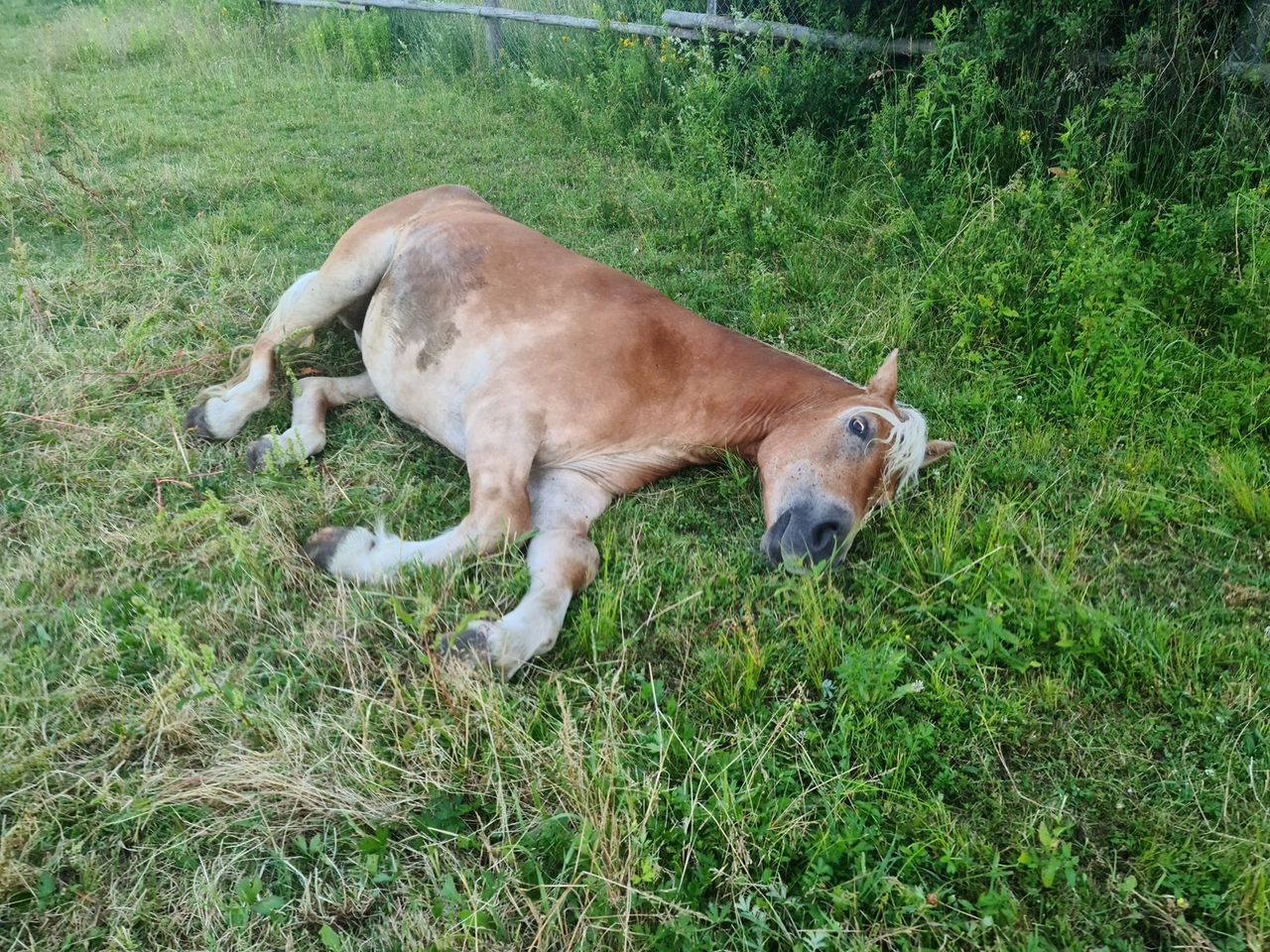 Wrocław. Okropne cierpienia konia. Zwierzę zostało odebrane byłemu dyrektorowi ZOO