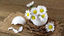 Właściwości i zastosowanie skorupek jaj