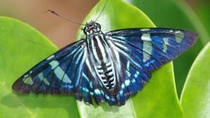 Motyle skrzydła utrudnią pracę oszustom 1