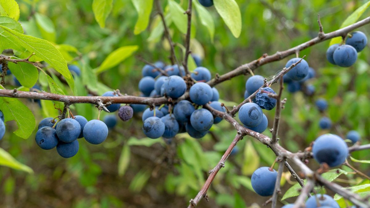 Zbierasz mirabelki? Ta dzika śliwka smakuje lepiej