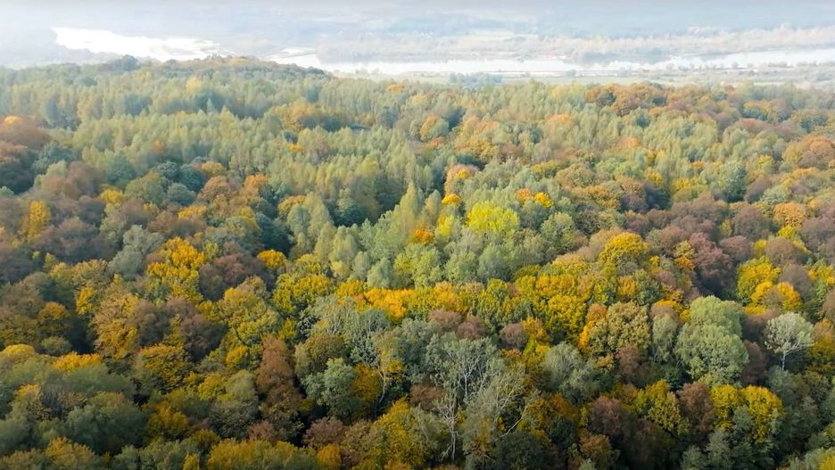 Las na Zawsze Wirtualnej Polski rośnie w Bochotnicy