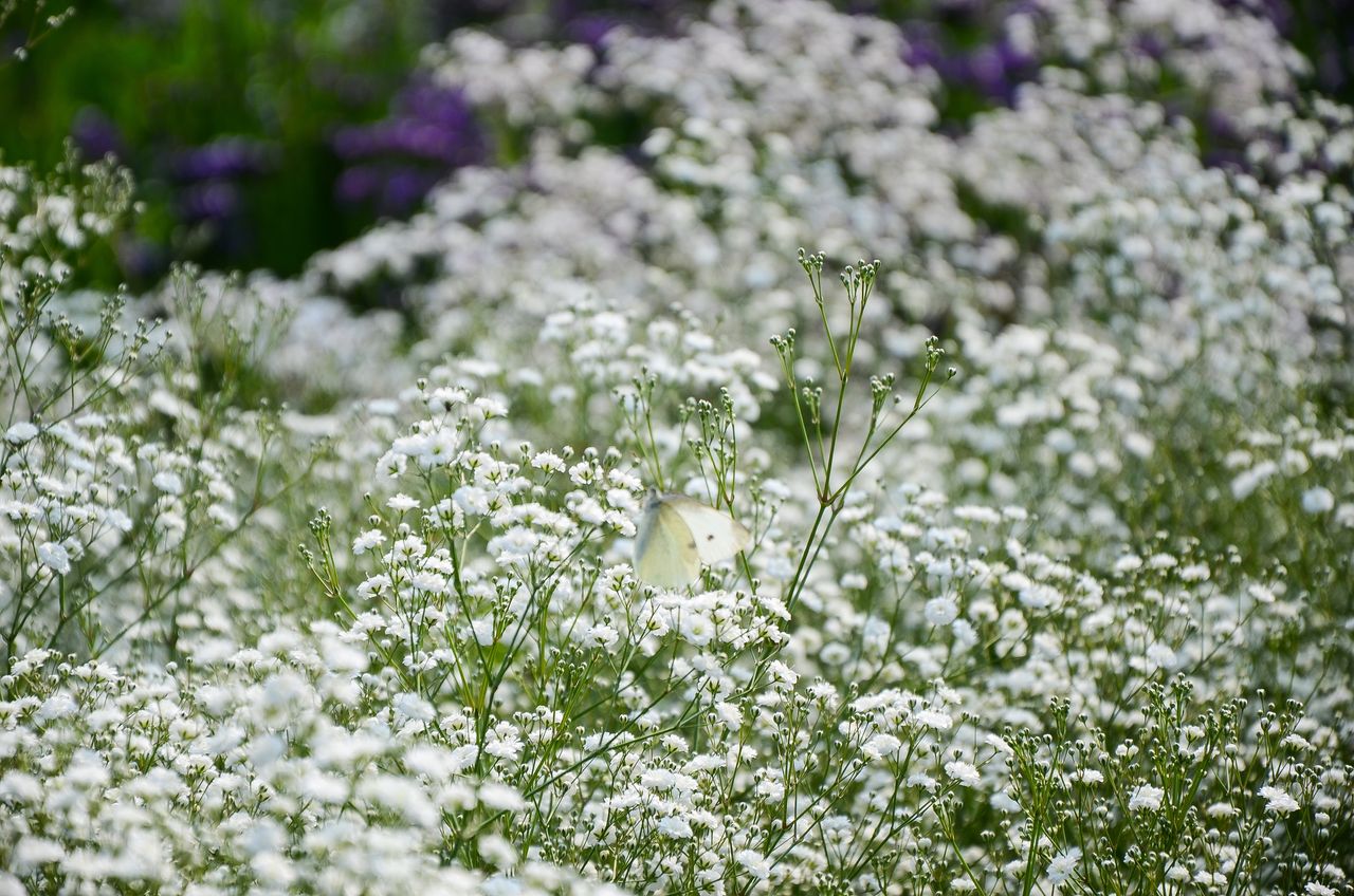 Kiedy siać gipsówkę? Trzymaj się tej zasady, a w sezonie obsypie się kwiatami