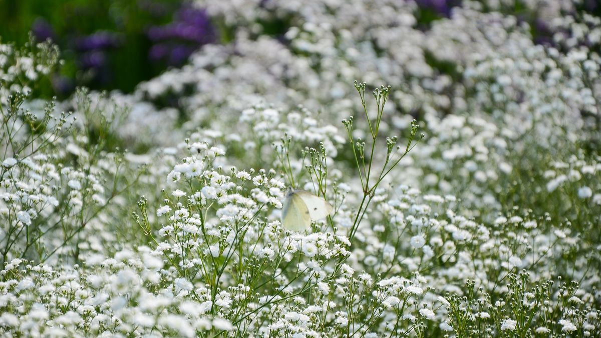 Jak uprawiać gipsówkę?