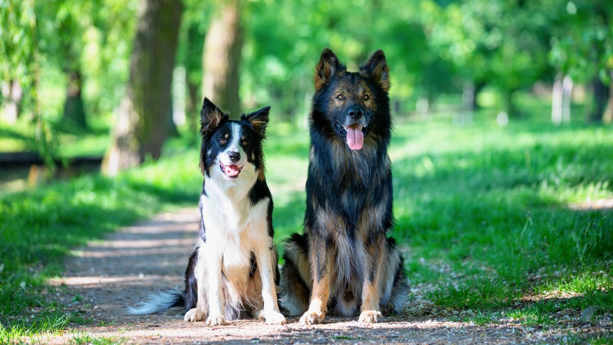 STAROWICZ ANETTA
psy, pupil, rasowy pies, border collie, owczarek niemiecki