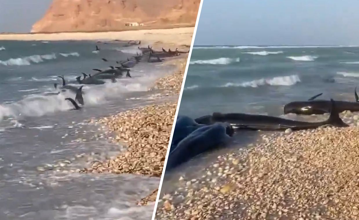 Mystery of 100 dead dolphins on Somali beach sparks probe