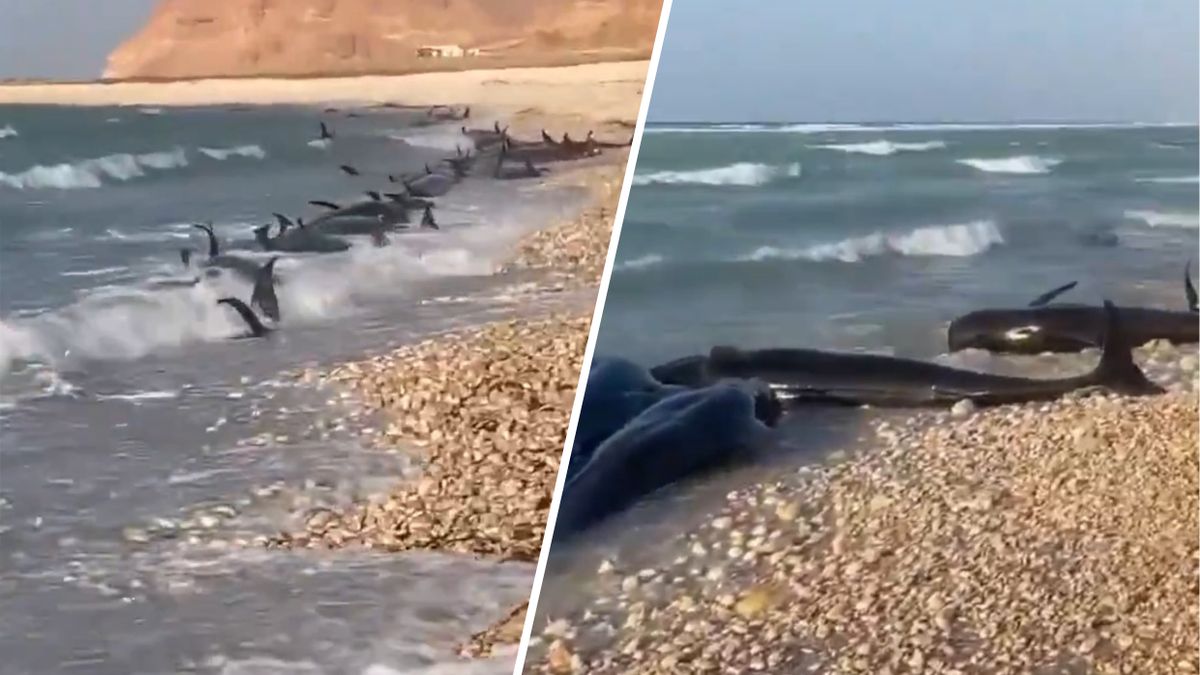 Ponad sto martwych delfinów na plaży w Somalii