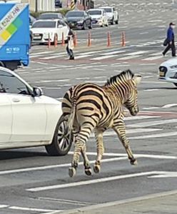 Zebra biegała po ulicy. Mieszkańcy nie dowierzali