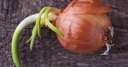 Czy kiełkująca cebula zaczyna być toksyczna? Wielu odpowiada źle