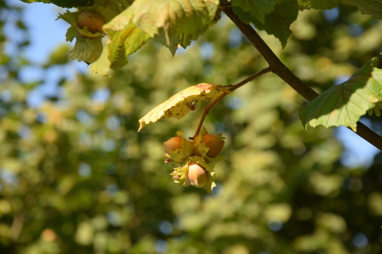 Jankowice: Dni Otwarte w leszczynowym sadzie Tree Nuts. Zbieranie orzechów, pieczenie kiełbasek, degustacje produktów lokalnych producentów