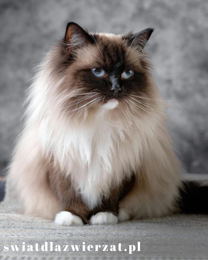 Ragdoll kot dorosły