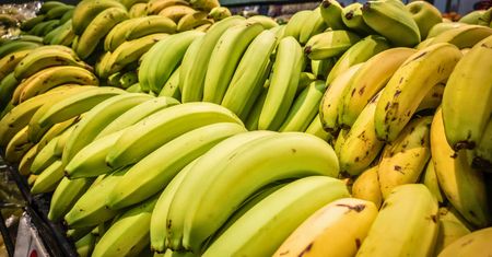 Plantacje bananów zagrożone. Już niedługo mogą zniknąć ze sklepów