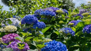 Chcesz zmienić kolor hortensji? Wystarczy rozsypać to pod krzewem przed zimą
