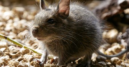 Matka wpadła w szał. Szczur zaatakował jej śpiącego synka