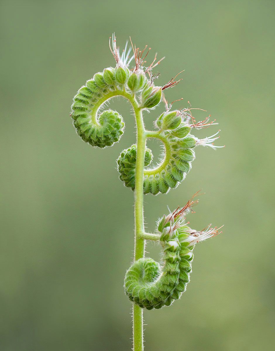 Najlepsze zdjęcia makro 12 edycji konkursu Garden Photographer of the Year 3