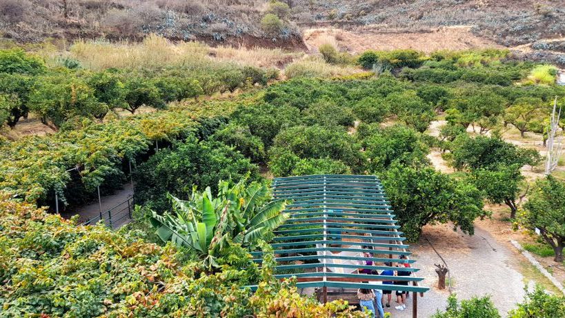 Na Gran Canarii istnieje jedyna w europejskim kraju plantacja ka