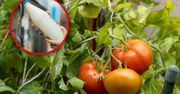 Oprysk z mleka na pomidory. Kiedy i jak go stosować?