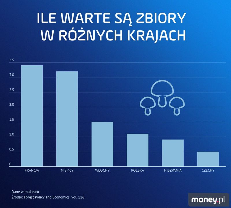 grzyby