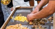 Oskarżono je o makaronowe oszustwo. Włoszki strajkowały