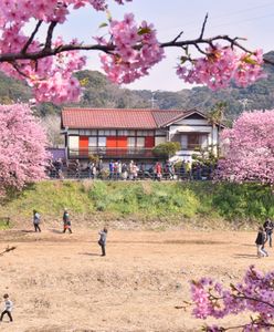 Widok potrafi zapierać dech. Skąd wziął się japoński zwyczaj "hanami"