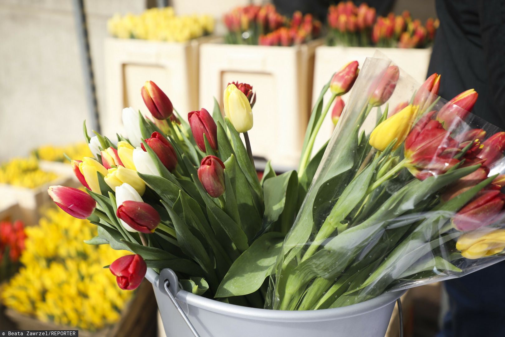 Trik na zwiędnięte tulipany. Efekt niemal natychmiast