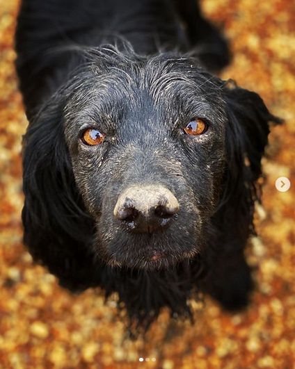 Lupo - pierwszy pies księżnej Kate i księcia Williama