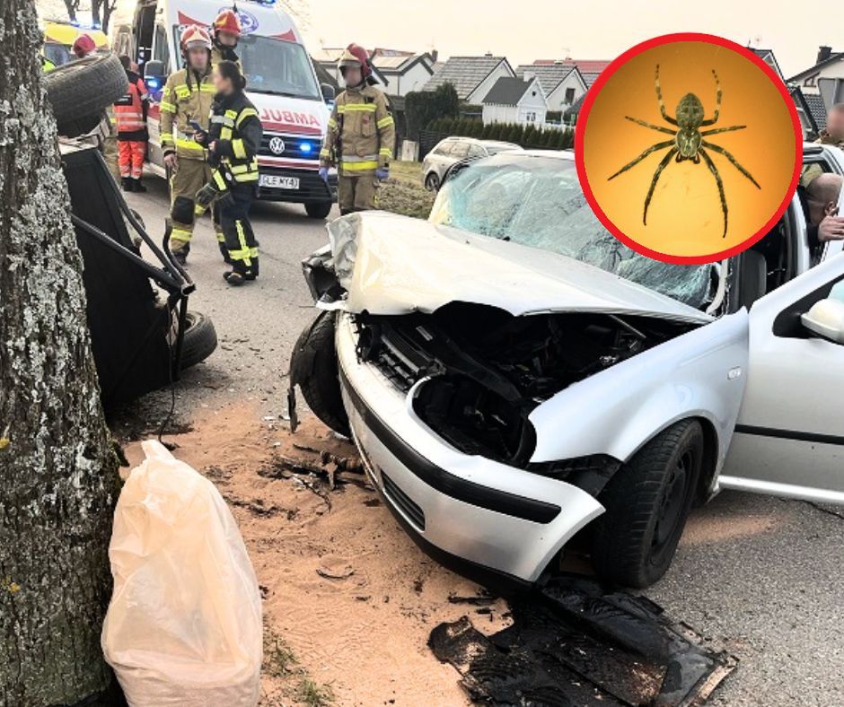Koszmarny wypadek. Dziecko wpadło w panikę przez pająka
