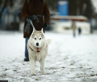 Właściciele psów mogą dostać dodatek emerytalny. Nawet ponad 500 zł