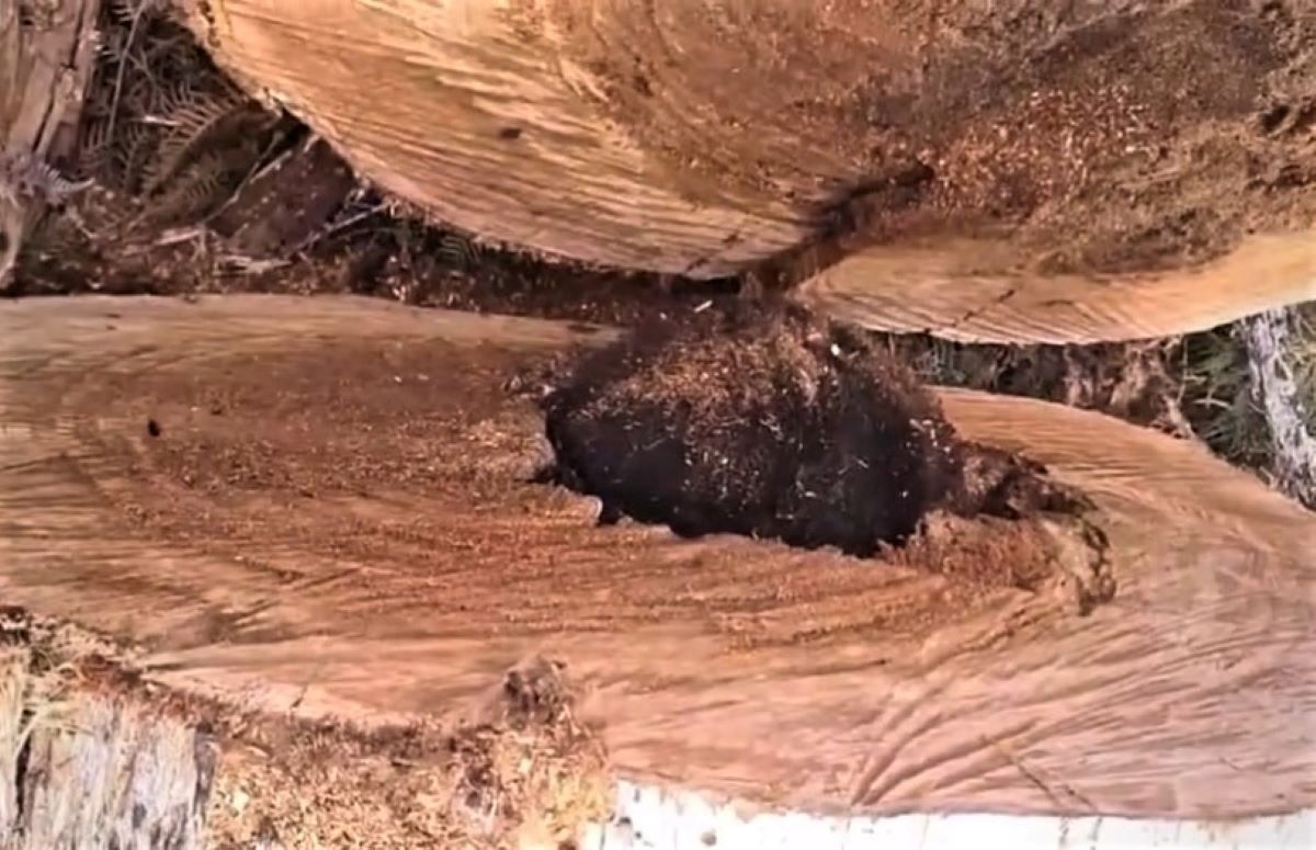 Opos był milimetry od śmierci. Wstrząsające nagranie w sieci