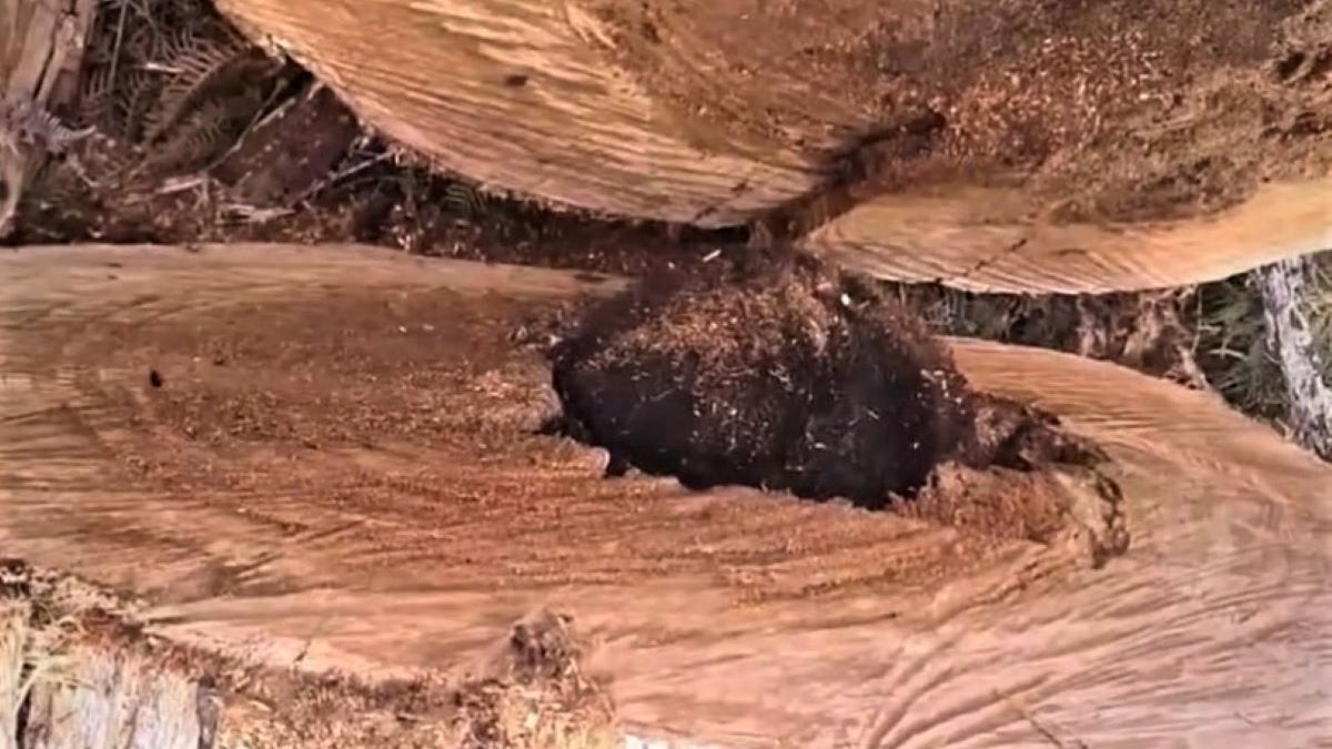 Opos został prawie przecięty przez drwala 